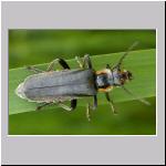 Cantharis obscura - Weichkaefer 04.jpg